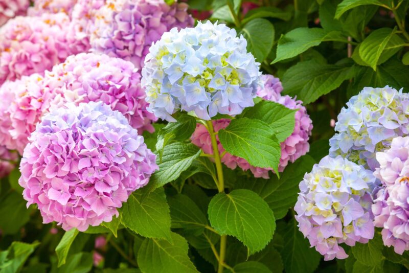 Hydrangea-Computer-Wallpaper