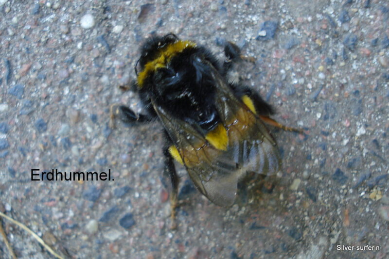 Erdhummel.