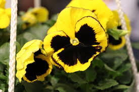 images (16)