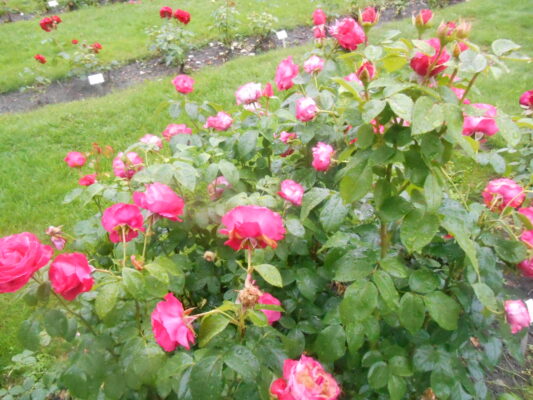 DSCN1309