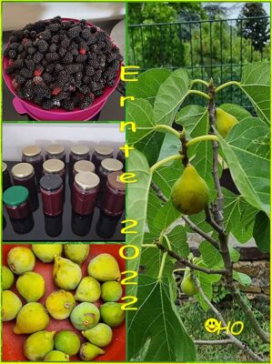 2022-Brombeer-Feige-Coll