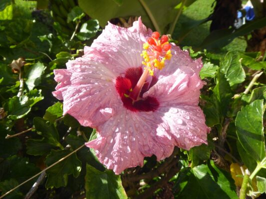 1.12.2021 auf der Blumeninsel Madera (7)