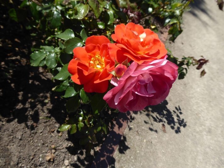 4.8.2022 E. Irina 9Uhr30 Schlossgarten (253)