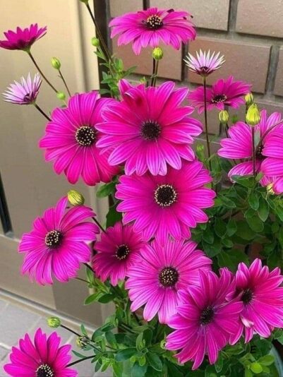 161100676_5306462219427671_3040782827430891978_n