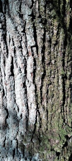 2022-08-26 Baumrinde (3)