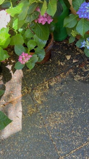 IMG_8296.jpg Eibenadeln