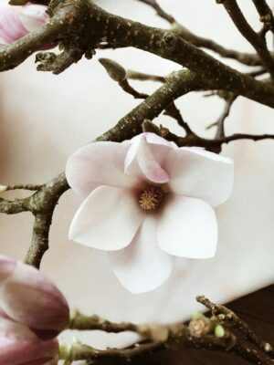 pexels-secret-garden-333350-931181