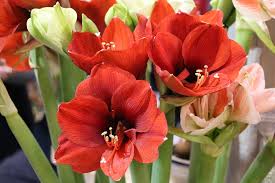 images (11)