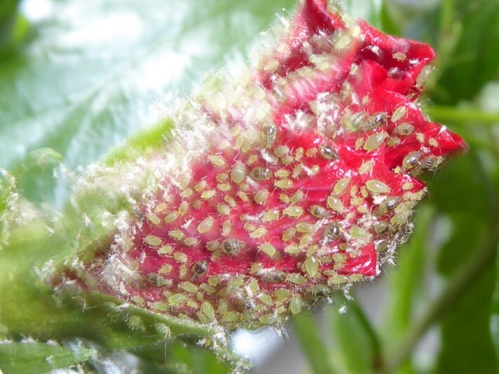 27.2.2019 grüne Läuse...an Hibiskusblüte (1)