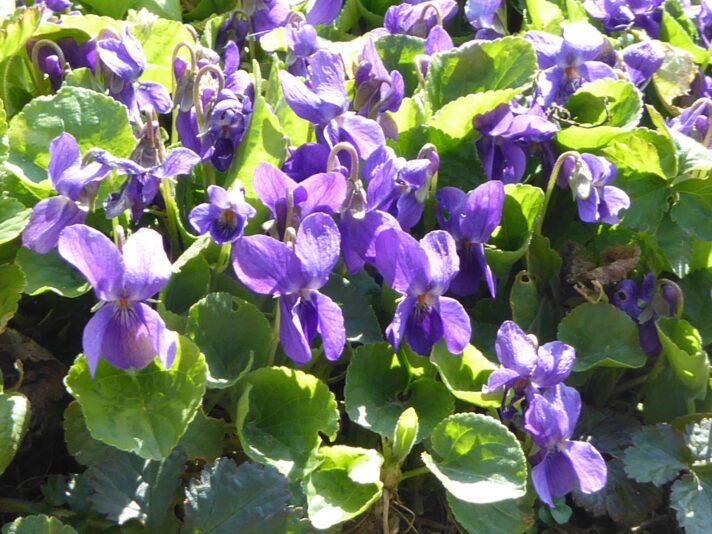 25.4.2021 Schlossgarten... (40)