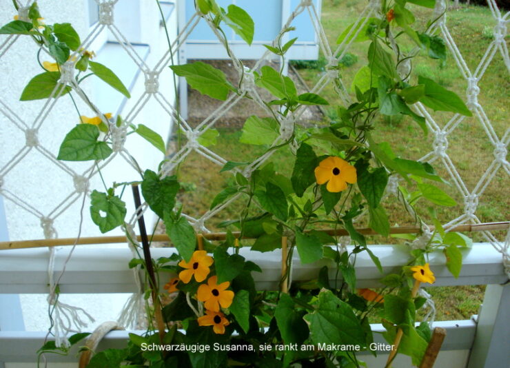 Schwarzäugige Susanna, sie rankt am Makrame - Gitter.