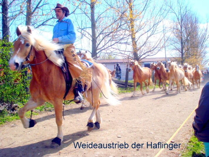Angeführt von einem Reiter kommt der 2. Zug der Stuten.