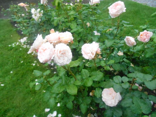 DSCN1308