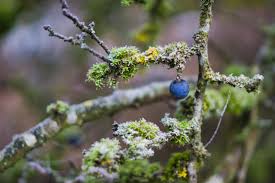 images (2)