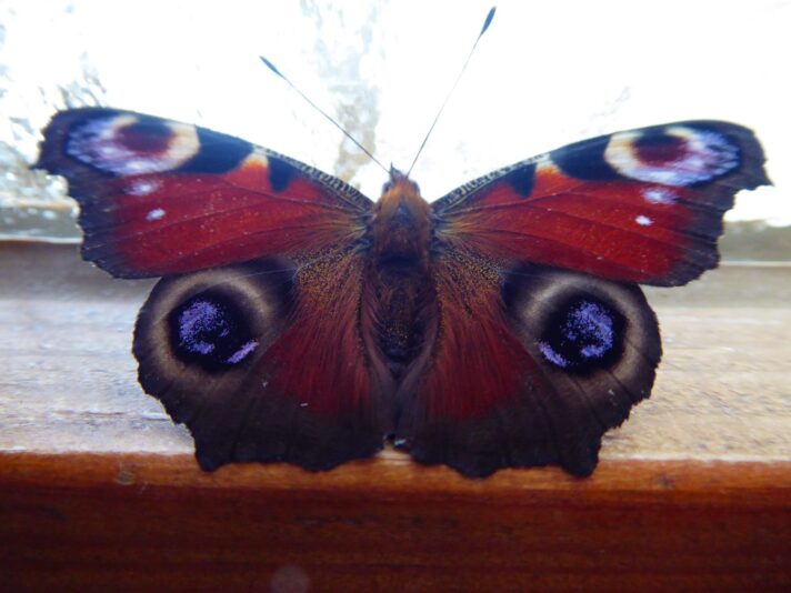 26.12.2020... Besuch überwintern (53)