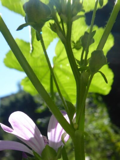 10.+11.8.2022 Babyboy ist da.. (8)