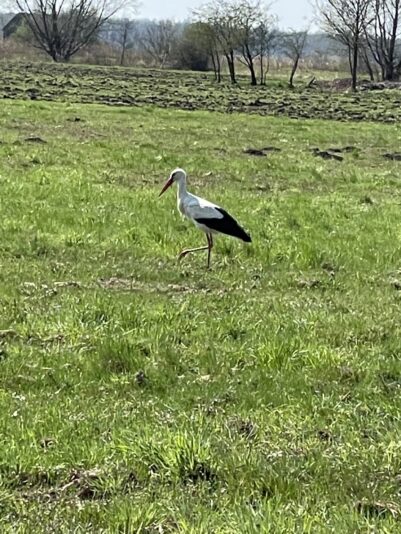 A7E71148-D9AB-47CD-9DCB-D064377C86B6