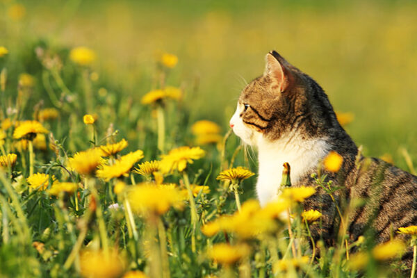 Katze-Wiese