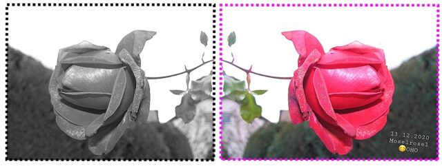 20201216_102308aRose-s.w.spieg