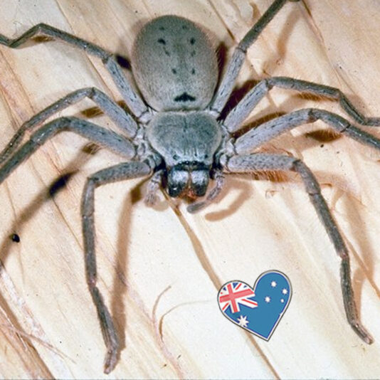 spinne
