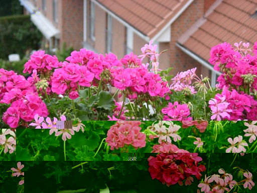 Balkonblumen-1