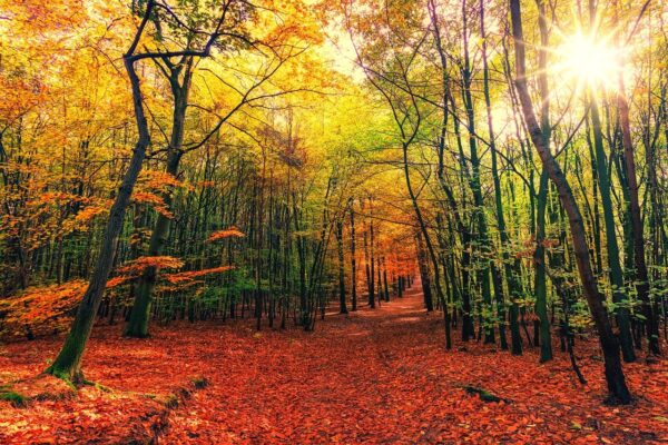 autumn-3804001_1280
