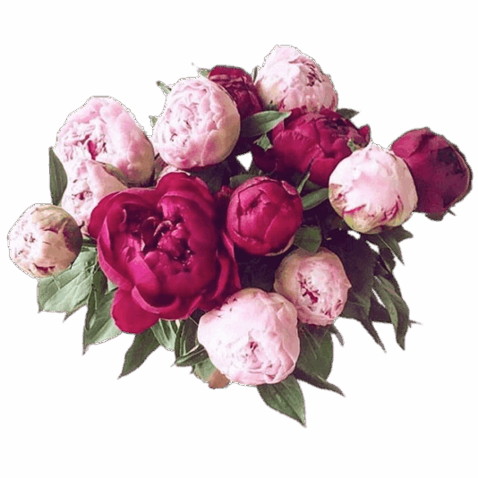 Peony-Free-PNG-Clip-Art