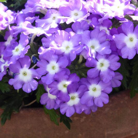 2022-07-15 Terrassenpflanzen (3)