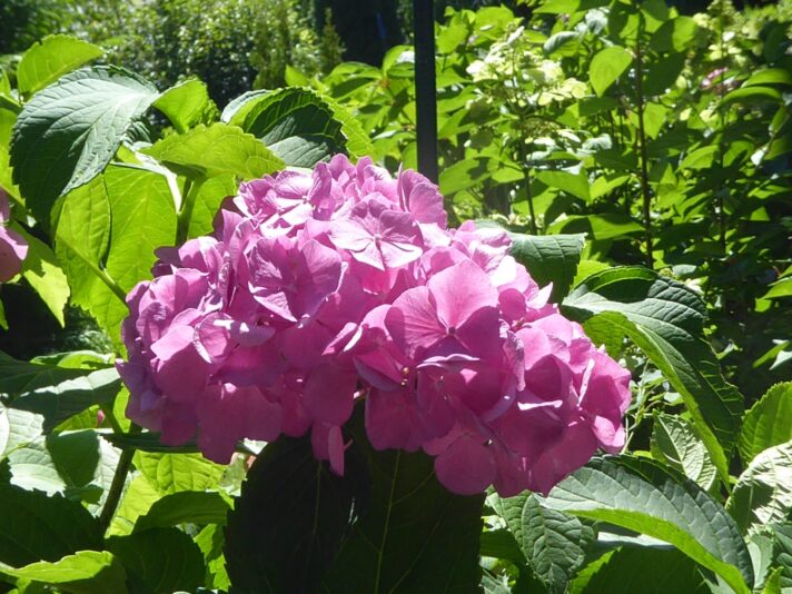 4.8.2022 E. Irina 9Uhr30 Schlossgarten (317)