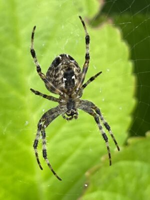 C6FB01B7-1ED6-497A-88A3-89D7521E7F9B