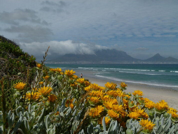 tafelberg blumen