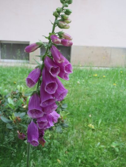 Juni 2016 009