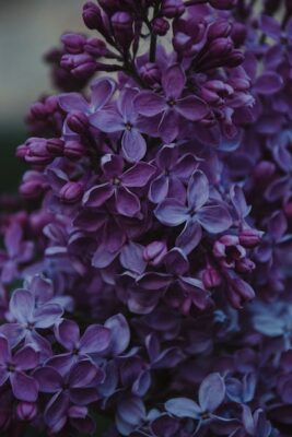 pexels-photo-1381679