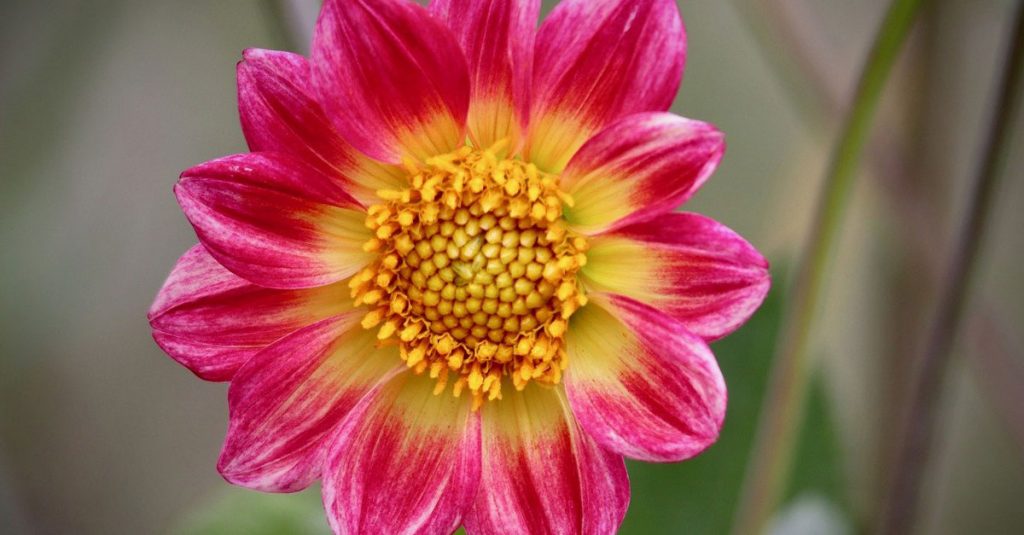 Dahlia