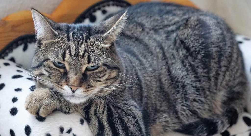 Fettleibikeit bei einer Katze