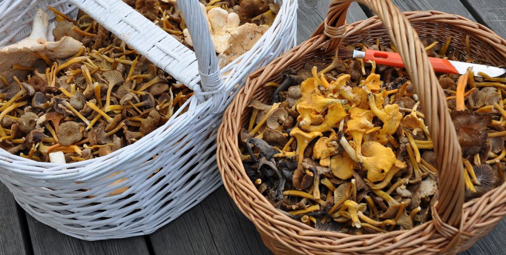 Trompetenpfifferling im korb