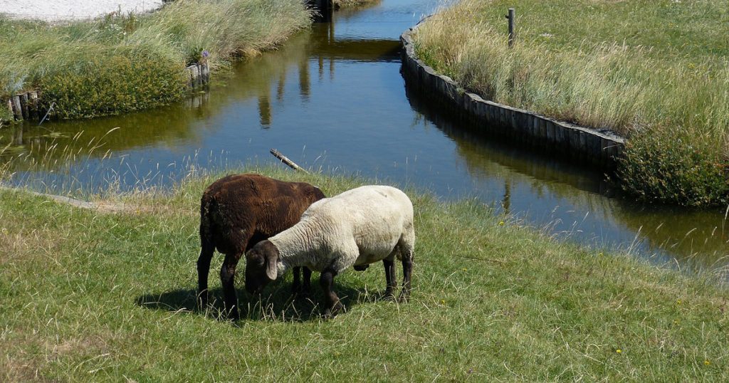 Schafe auf der Hallig Hooge