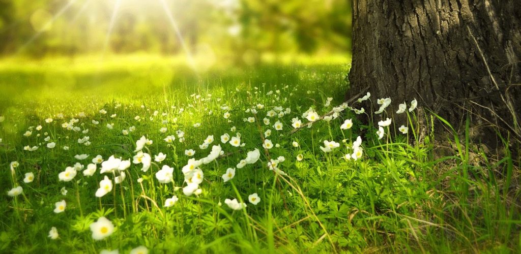 Lyrik für den Sommer