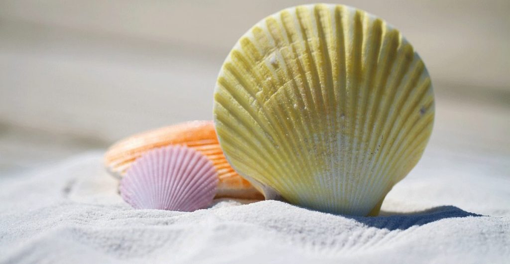 Muschel am Strand im Sommer