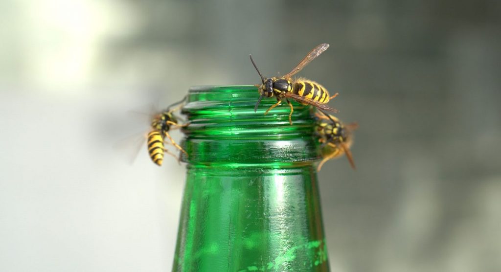 Wespen an einer Flasche